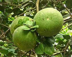 Pomelo gyümölcsök hasznos tulajdonságok és ellenjavallatok