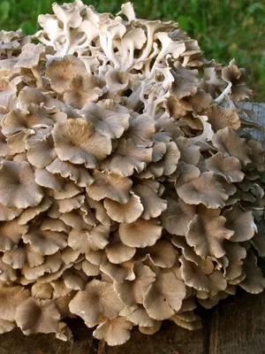 Фото и описание на Polypore гъби