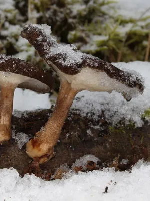 Photo és leírása Polypore gomba