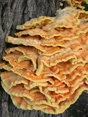 Photo és leírása Polypore gomba