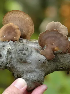 Photo és leírása Polypore gomba