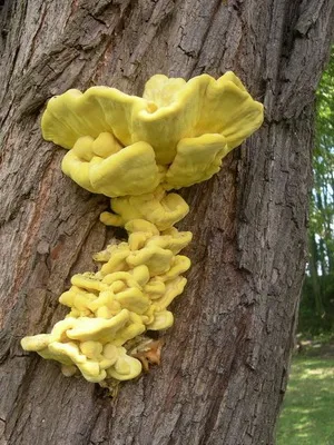 Photo és leírása Polypore gomba