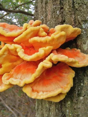 Фото и описание на Polypore гъби