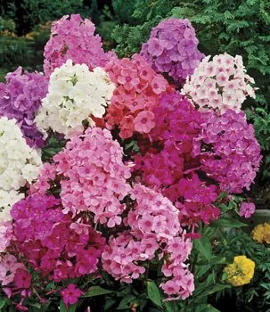 Phlox paniculata combinație ideală și combinații de flowerbeds