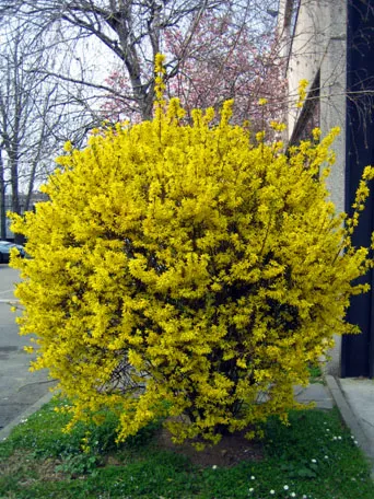 Forsythia засаждане, размножаване и грижи