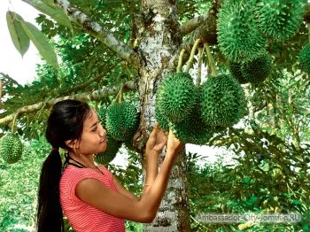 Durian gyümölcs hasznos tulajdonságok, kompatibilis az alkoholban, vélemények és észrevételek