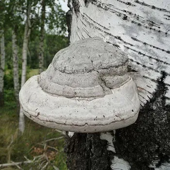 Фото и описание на Polypore гъби