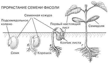 отглеждане и грижа за зелен фасул