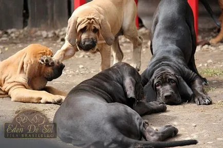 Fila Brasileiro - mastiff brazilian