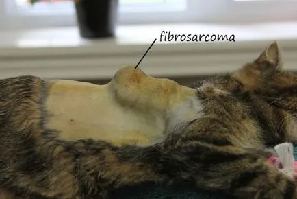 Фибросарком - всичко на туморите при котките