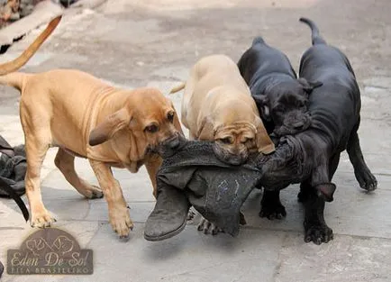 Fila Brasileiro - mastiff brazilian