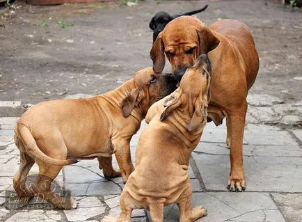 Fila Brasileiro - mastiff brazilian