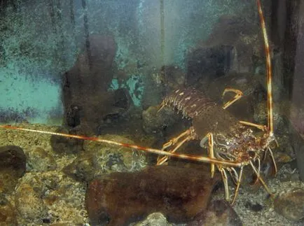 languste Fotografie - crabi mare