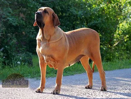 Fila Brasileiro - mastiff brazilian