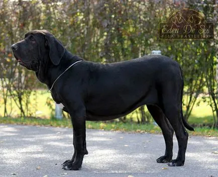 Fila Brasileiro - mastiff brazilian