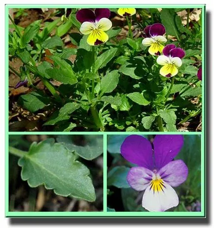 Viola tricolor