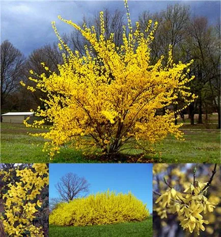 Forsythia засаждане, размножаване и грижи