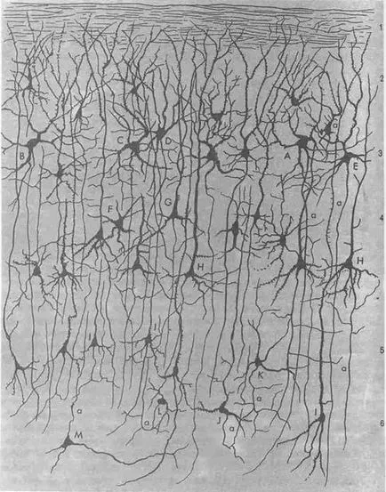 histologie funcțională a cortexului cerebral