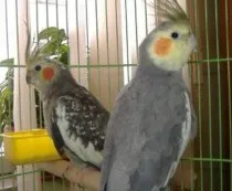 cockatiels în special pentru reproducere, păsările noastre