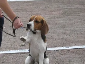 Beagle de formare Fundamentele