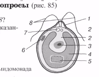 Caracteristici și cicluri de unele alge