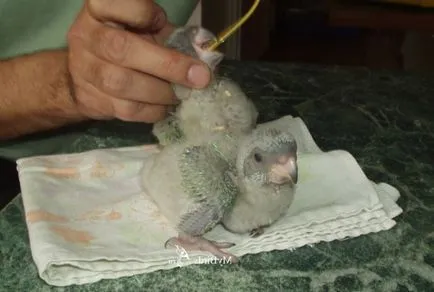 cockatiels în special pentru reproducere, păsările noastre