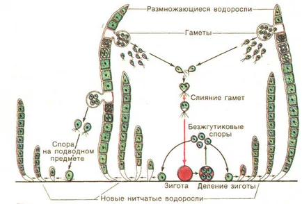 Особености и цикли на някои водорасли