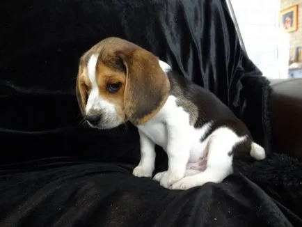 Beagle de formare Fundamentele