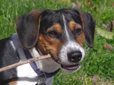 Alapjai képzés beagle