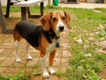 Alapjai képzés beagle