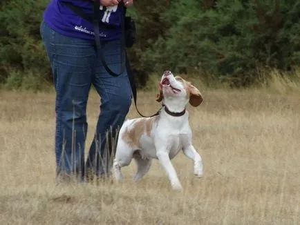 Alapjai képzés beagle