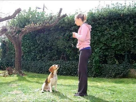 Alapjai képzés beagle