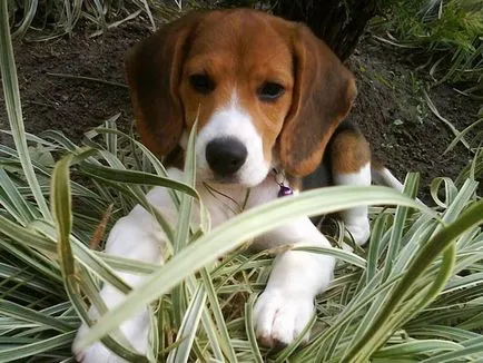 Alapjai képzés beagle