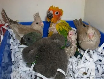 cockatiels în special pentru reproducere, păsările noastre