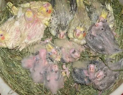 cockatiels în special pentru reproducere, păsările noastre