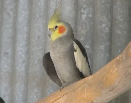 cockatiels în special pentru reproducere, păsările noastre