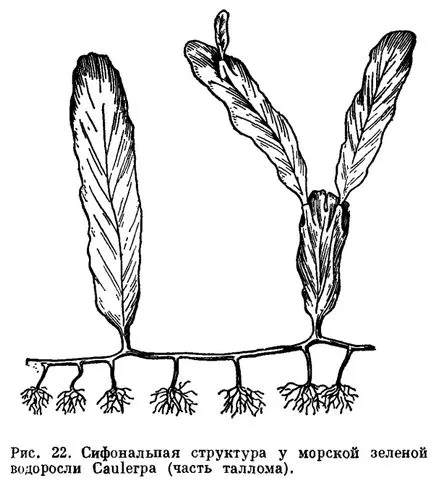 Основните видове водорасли морфологична структура на тялото - това