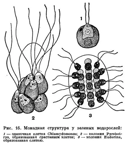 Основните видове водорасли морфологична структура на тялото - това