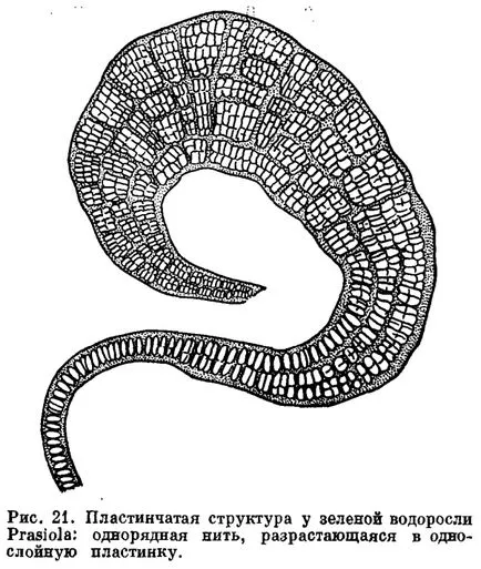 Основните видове водорасли морфологична структура на тялото - това