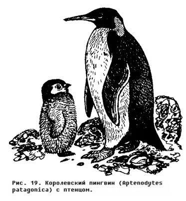 Penguins csapata (sphenisciiormes) - az