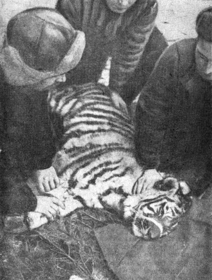 Tigers Capture 1966 - ura a dzsungelben