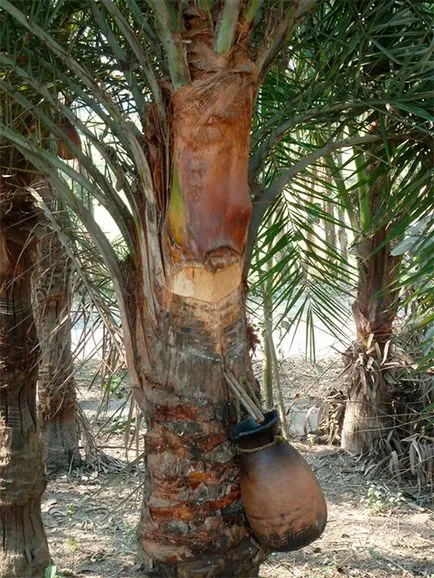 Palm „mézes” a Kanári-szigetek