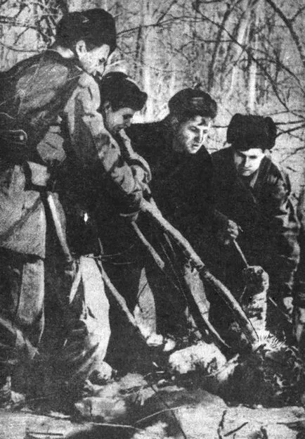 Tigers Capture 1966 - господарят на джунглата