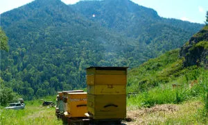 Apiary erdőben