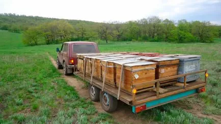 Apiary erdőben