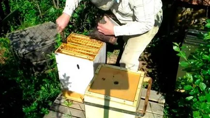 Apiary erdőben