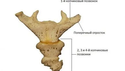 Coccyx törés tünetek és hatások