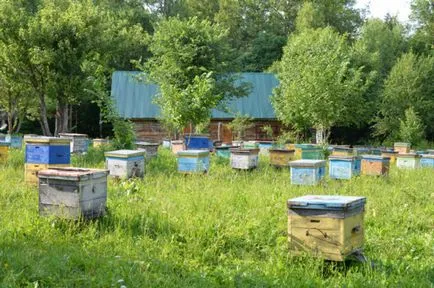 Apiary erdőben