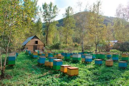 Apiary erdőben