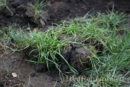 Transzplantációs felnőtt füves saját kezével